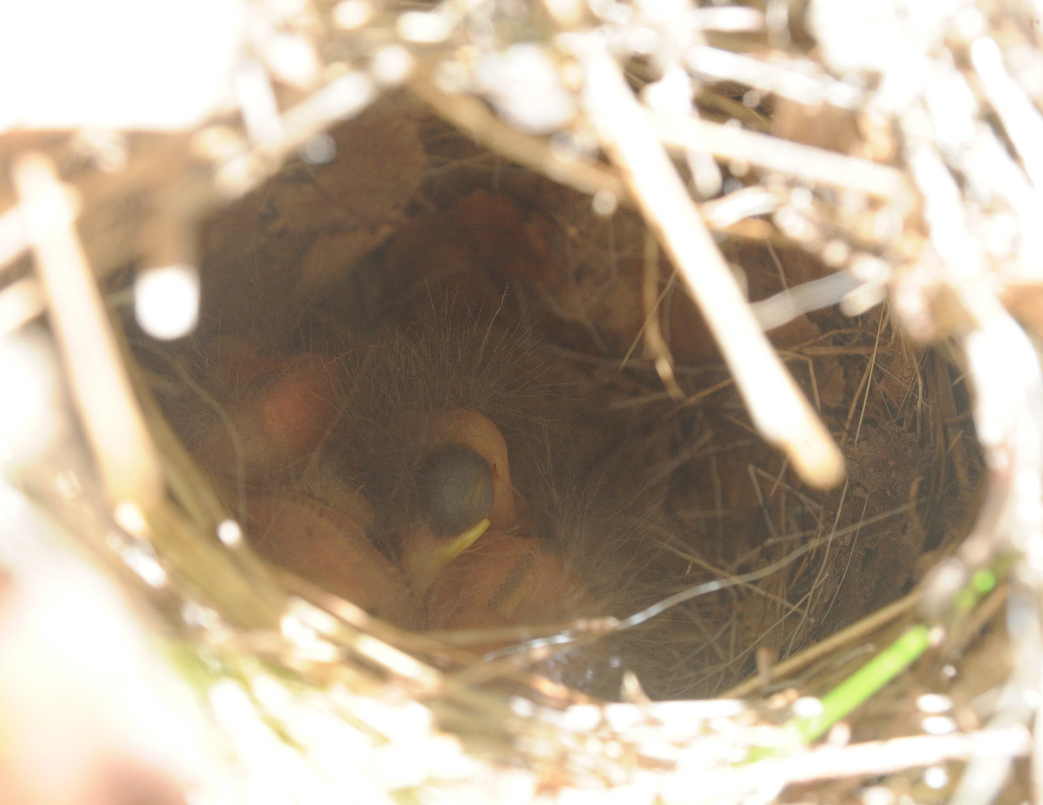 There is at least two ovenbird young in this nest; the bird in the center has its mouth open. The nest was on the ground in a grass-covered area; the adults shaped the grass to form a small enclosure with an entrance to the side. The nests usually end up looking like an outdoor bread oven, hence the ovenbird’s name.